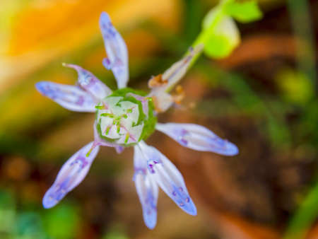 Macro photography from the top of a scaredy cat plant flower, captured in a garden near the colonial town of Villa de Leyva in central Colombia.の写真素材