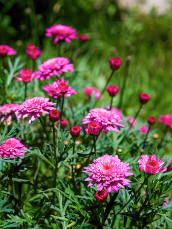 Close-up photography of some red Argyranthemum frutescens flowers, captured in  a garden near the colonial town of Villa de Leyva in central Colombia.の写真素材