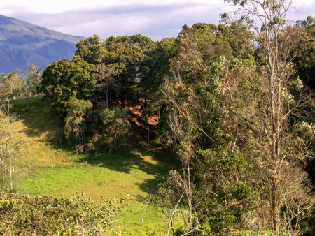 View of a forest of eucalyptus and alder trees at sunset, and the farmlands near the town of Arcabuco in central Colombia.の写真素材