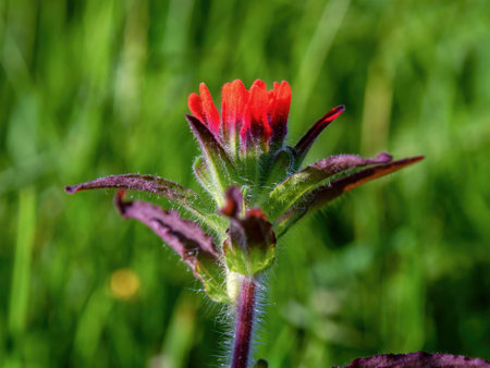 Macro photography of a scarlet Indian paintbrush flower, captured in a field near the town of Arcabuco in the Andean mountains of Colombia.の写真素材