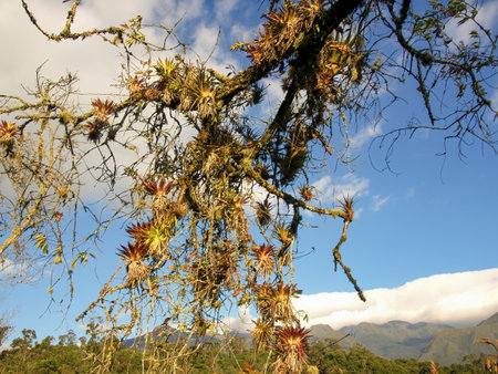 Lot of tilandsias hanging from and alder tree at sunset in a forest near the town of Arcabuco in central Colombia.の写真素材