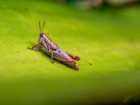 Macro photography of a brown grasshopper on a leaf, captured in a garden near the colonial town of Villa de Leyva in central Colombia.の写真素材