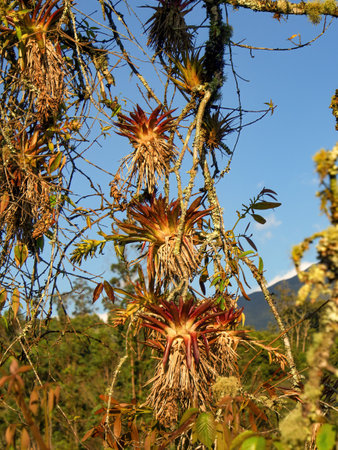 At least three tilandsias hanging from and alder tree in a forest at sunset near the town of Arcabuco in central Colombia.の写真素材