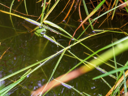 A little green dotted tree frog in a pond near the colonial town of Villa de Leyva in central Colombia.の写真素材