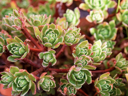 Close-up photography of tiny aeonium succulent plants, captured in a garden near the colonial town of Villa de Leyva in central Colombia.の写真素材