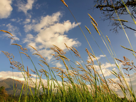 Some grass flowers against a clear sky at sunset in a field near the town of Arcabuco in central Colombia.の写真素材