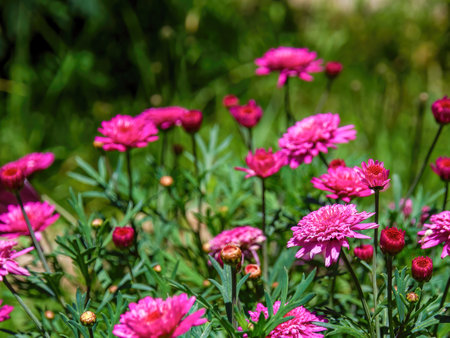 Close-up photography of some red Argyranthemum frutescens flowers, captured in  a garden near the colonial town of Villa de Leyva in central Colombia.の写真素材