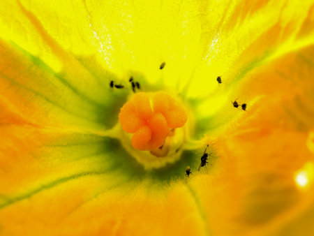 Macro photography of the interior of a pumpkin flower with some insects in it, captured in a garden near the colonial town of Villa de Leyva in central Colombia.の写真素材