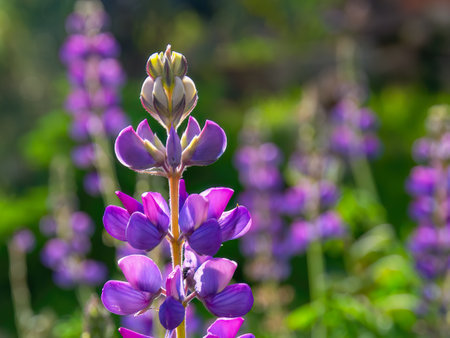 Macro photography of a lupin flower, taken at the countryside of the colonial town of Villa de Leyva, in the Andean mountains of central Colombia.の写真素材