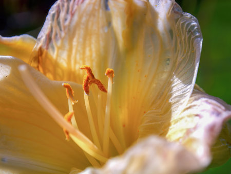 Macro photography of the pistils ofa yellow lily flower, captured in a garden near the colonial town of Villa de Leyva in central Colombia.の写真素材