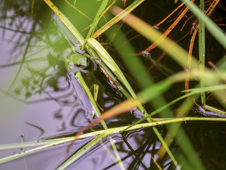 A little green dotted tree frog in a pond near the colonial town of Villa de Leyva in central Colombia.の写真素材
