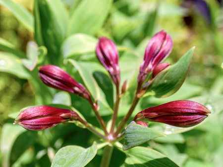 Macro photography of five alstroemeria buds, in a garden near the colonial town of Villa de Leyva, in central de Colombia.の写真素材