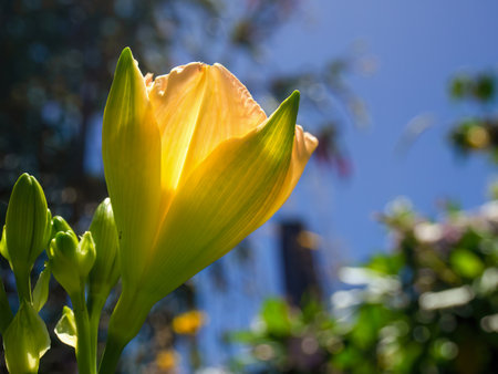 Macro photography of a yellow lily flower from the side, captured in a garden near the colonial town of Villa de Leyva in central Colombia.の写真素材