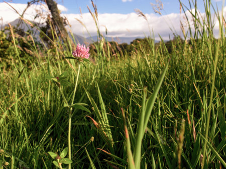 Wide angle view of a red clover flower at sunset in a field near the town of Arcabuco in central Colombia.の写真素材