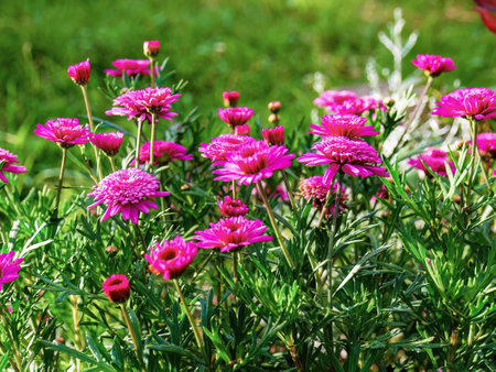 Close-up photography of some red Argyranthemum frutescens flowers, captured in  a garden near the colonial town of Villa de Leyva in central Colombia.の写真素材