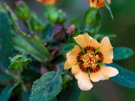 Macro photography of a Colombian fanpetals flower, captured in agarden near the colonial town of Villa de Leyva in central Colombia.の写真素材