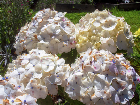 Macro photography of beautiful bouquets of white and violet hydrangea flowers. Captured at the Andean mountains of central Colombia.の写真素材