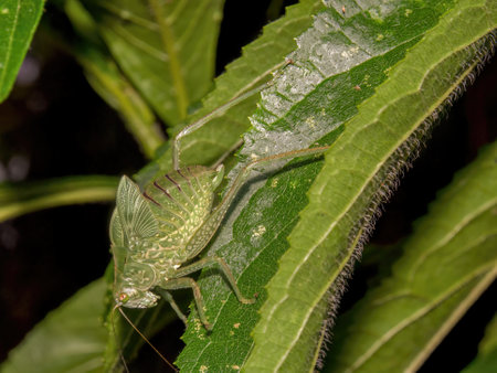 Macro photography of a green catydid standing on a green leaf. Captured at a garden near the...
