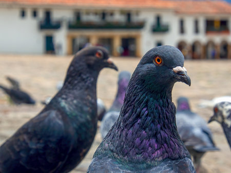 Different actitudes of a flock of pigeons in the not so clean main square of the colonial town of Villa de Leyva in central Colombia.の写真素材