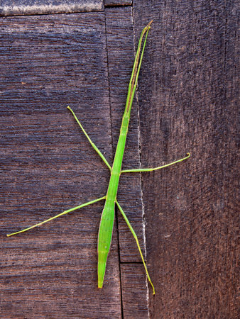 Macro photograpy of a big green stick insect on a wooden plank, captured in a garden near the...