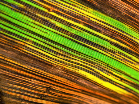 Macro photography of the veins and lines of a dying leaf of plantain as seen against the sunlight.