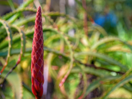 Macro photography of a candelabra aloe bud, captured in a garden near the colonial town of Villa de Leyva in central Colombia.の写真素材