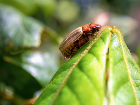 Macro photography of a striped scarab climbing some leaves. Captured in a garden near the town of Villa de Leyva in central Colombia.の写真素材