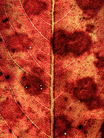 Macro photography of a dead leaf and its veins as seen against the sunlight.の写真素材