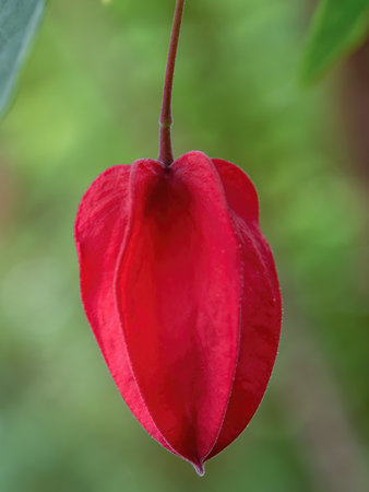 Macro photography of a trailing abutilon bud that resembles a Chinese lantern, captured in a garden near the town of Arcabuco in the Andean mountains of central Colombia.の写真素材