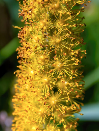 Macro photography of a cluster of  the tiny yellow flowers of a logwood tree, captured in a garden near the colonial town of Villa de Leyva in central Colombia.の写真素材