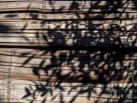 The shadows on the cane wall of a rustic shed, captured in a farm near the colonial town of Villa de...