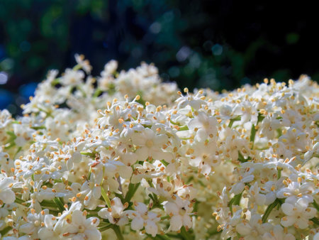 Macro photography of some elder flowers, captured at a garden in a sunny day near the town of Arcabuco, in central Colombia.の写真素材