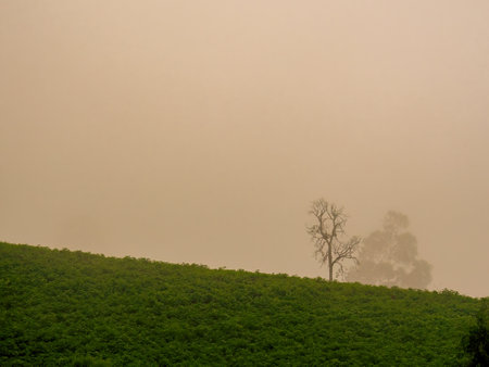 A solitary leafless tree at the edge of a hill in a very misty sunrise in the Andean mountains of central Colombia near the town of Arcabuco.の写真素材