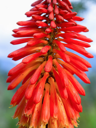 Macro photography of  the cluster of flowers of a red hot poker plant, captured in a garden near the town of Arcabuco, in the central Andean mountains of Colombia.の写真素材