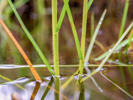 Macro photography of some grass growing on a rain pudddle, captured in a farm near the colonial town of Villa de Leyva in central Colombia.の写真素材