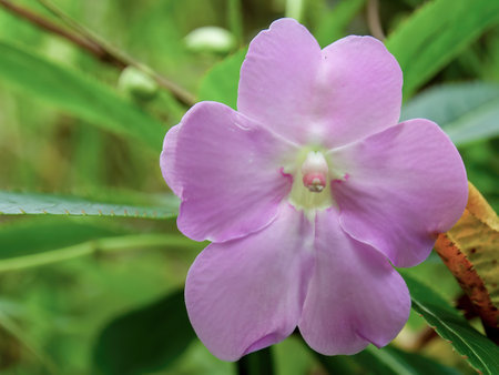 Macro photography of  a poor man's rhododendron flower fully bloomed, captured in a garden near the town of Arcabuco in central Colombia.の写真素材