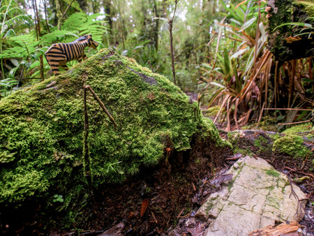 Close-up photography of a handcrafted wooden animal figurine on a rock covered with moss in a rain forest near the town of Arcabuco  in central Colombia.の写真素材
