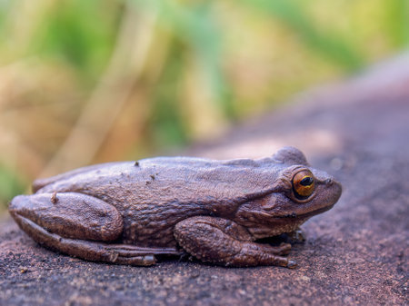 Macrophotography of a brown frog resting on a clay tile, captured in a farm near the town of...