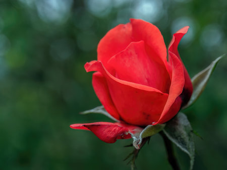 Macro photography of a dark pink rose bud, captured in the morning in a garden near the town of Arcabuco in central Colombia.の写真素材