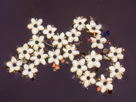 Macro photography of some fallen elder flowers floating in the water  of a tank, in a farm near the town of Arcabuco in central Colombia.の写真素材