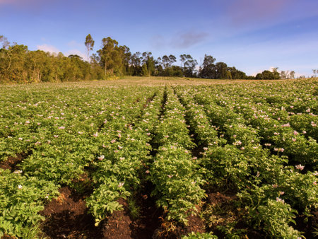 View of a blooming potato crop in a farm in the Andean highlands of central Colombia near the town of Arcabuco, in a clear morning.の写真素材