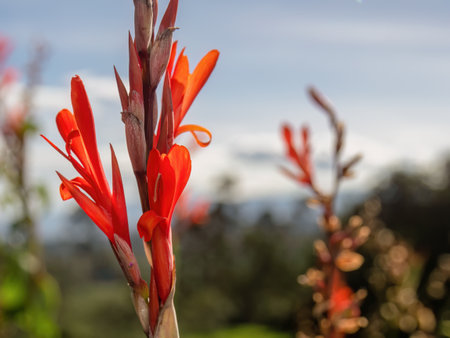 Close-up photography of the red Indian shot flower, captured in a farm in the eastern Andean mountains of central Colombia, near the town of Arcabuco.の写真素材
