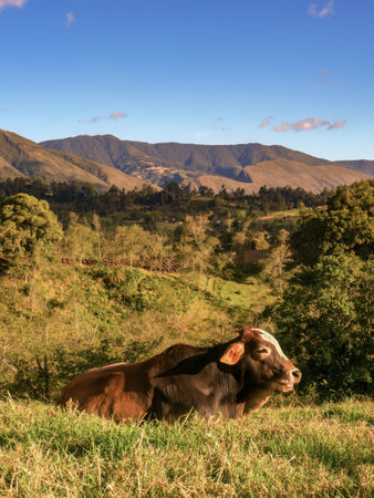 A young mixed breed bull resting on the grass of a farm at sunset in the highlands of the eastern Andean mountains of central Colombia near the town of Arcabuco.の写真素材