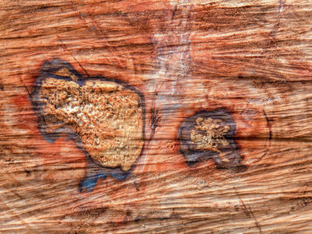 Macro photography of the rings of a chainsawed eugenia tree trunk, captured in a farm in the eastern Andean mountains of central Colombia.の写真素材