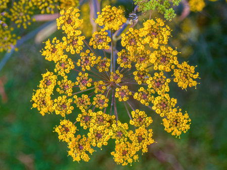 Macro-photography of the tiny yellow flowers and buds of fennel, captured in a farm near the...