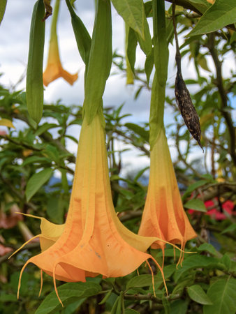Close-up photography of yellow angel's trumpet flowers captured in a garden near the town of Arcabuco, in central Colombia.の写真素材
