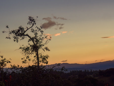 Little cotton like clouds floating at sunset behind an old alder tree, over the eastern Andean mountains of central Colombia near the town of Arcabuco.の写真素材