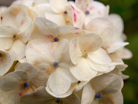 Macro photography of some white hydrangea flowers in the light of the sunset, captured in a garden near the colonial town of Villa de Leyva in central Colombia.の写真素材