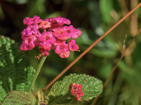 Macro photography of red lantana flowers with some dew drops, captured in a forest in the eastern Andean mountains of central Colombia.の写真素材