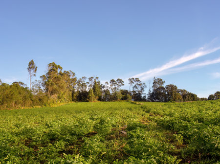 A potato crop against the clear sky of the morning, in the highlands of the eastern Andean mountains of central Colombia.の写真素材